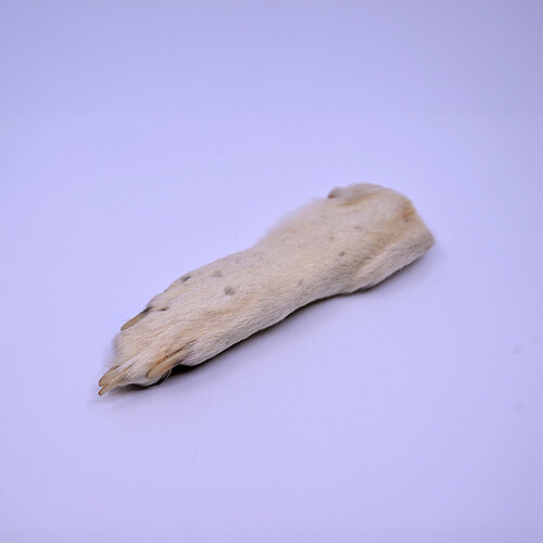 Wolf paw