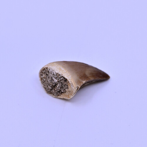 Dinosaur molar
