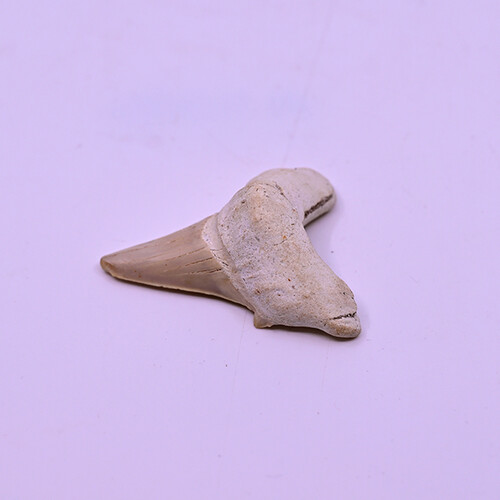 Fossilized megalodon tooth