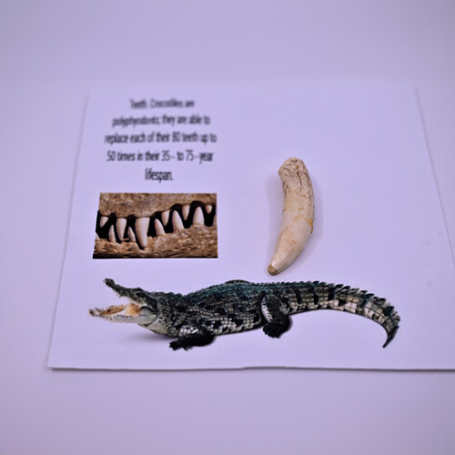 Crocodile tusk