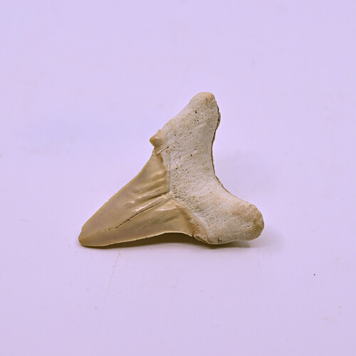 Fossilized megalodon tooth