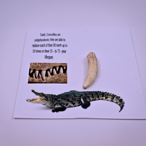 Crocodile tusk
