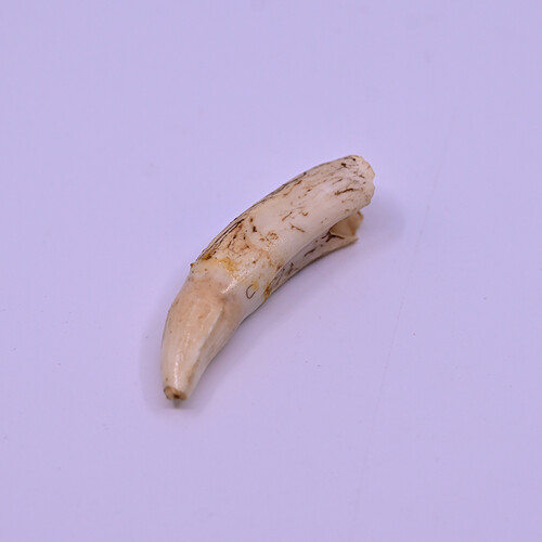 Crocodile tusk