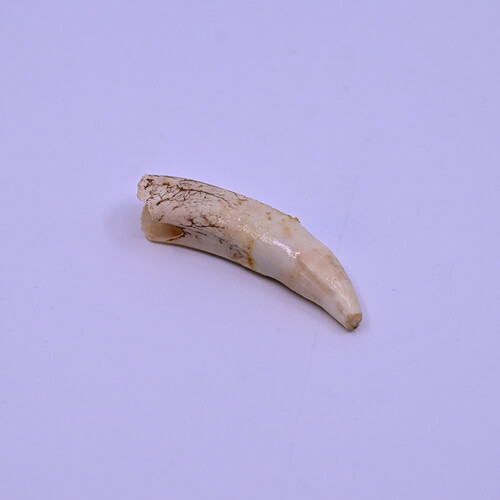 Crocodile tusk