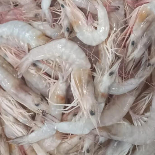 Kuwaiti shrimp