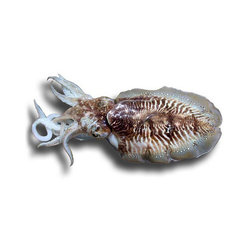 Fresh Kuwaiti squid