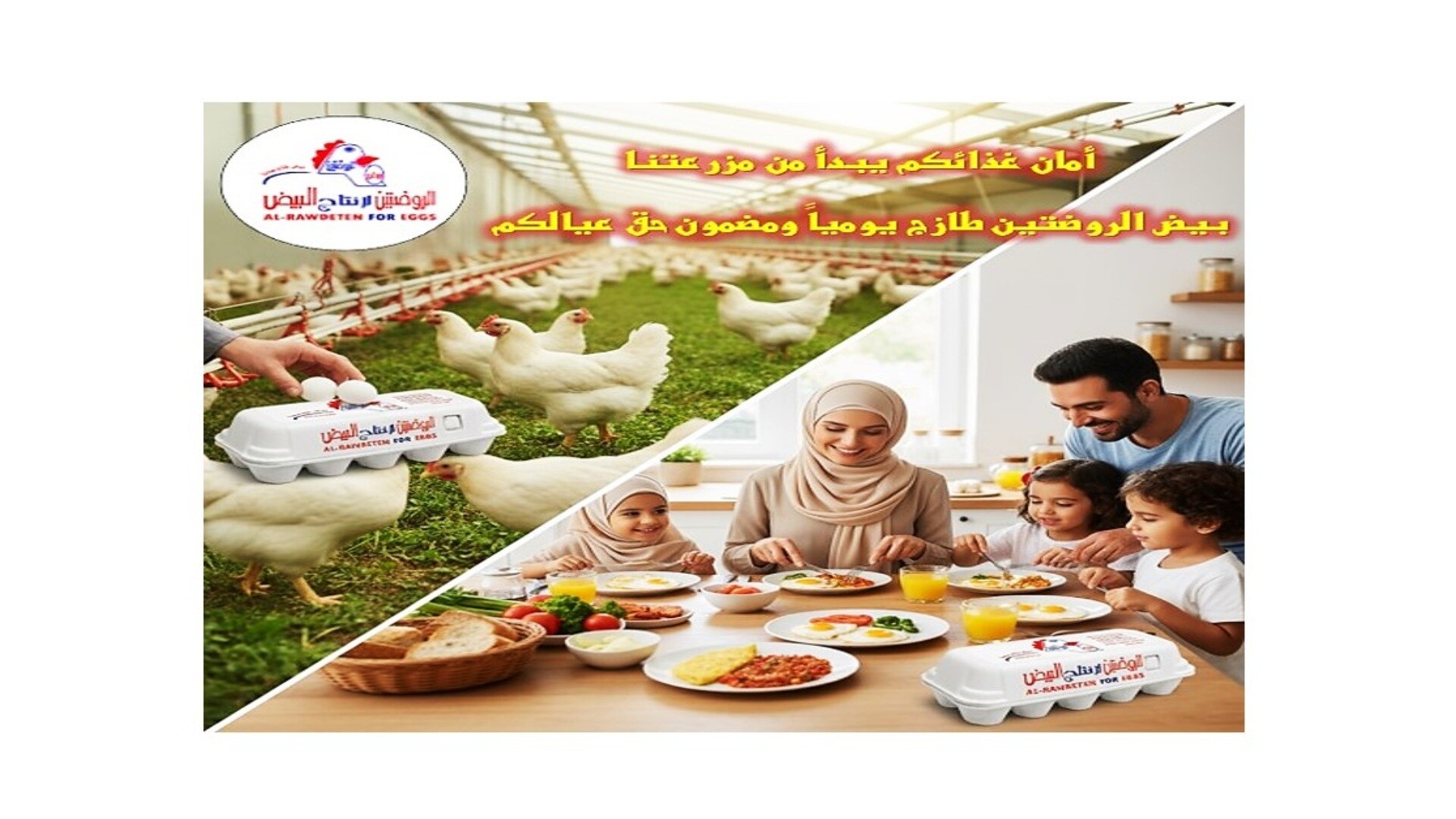دجاج و بيض