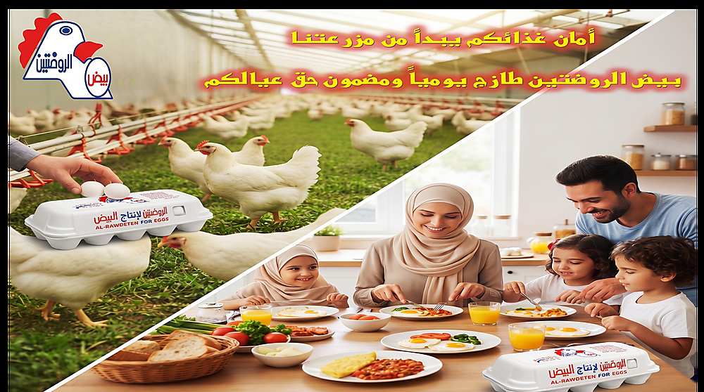 دجاج و بيض