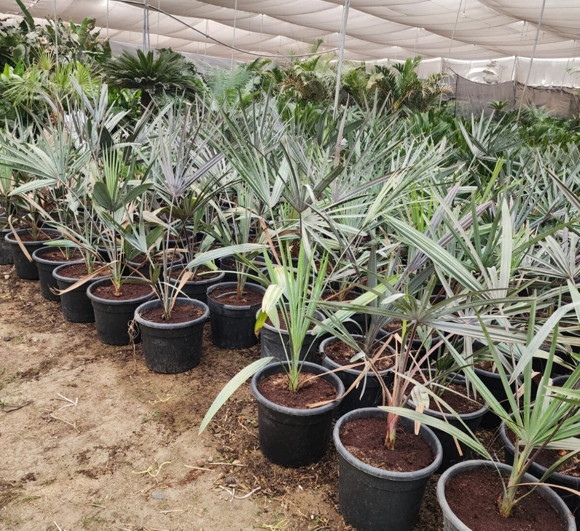 Bismarck Nursery