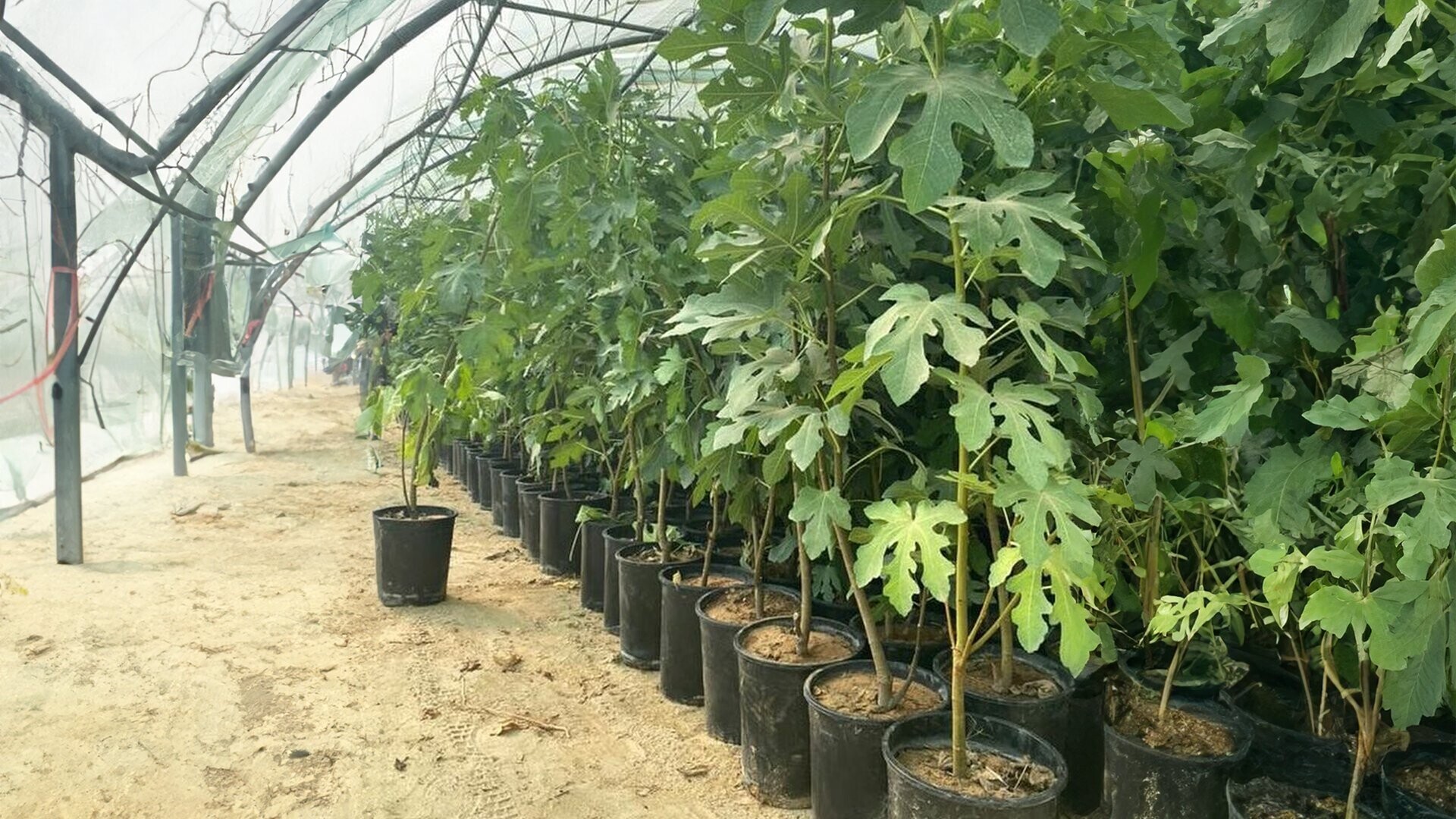 Bismarck Nursery